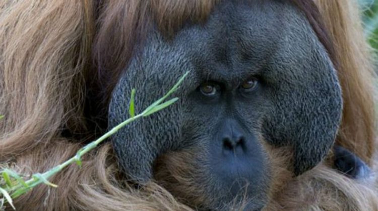 un-orangutan-exhibe-sus-capaci-jpg_604x0