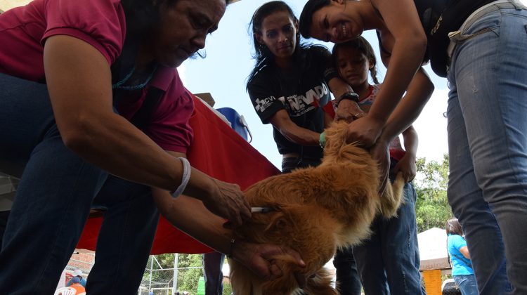 vacuna perros