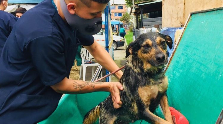 veterinario