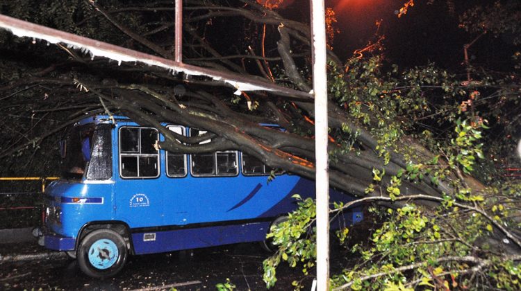 victor useche arbol caido en el termina.