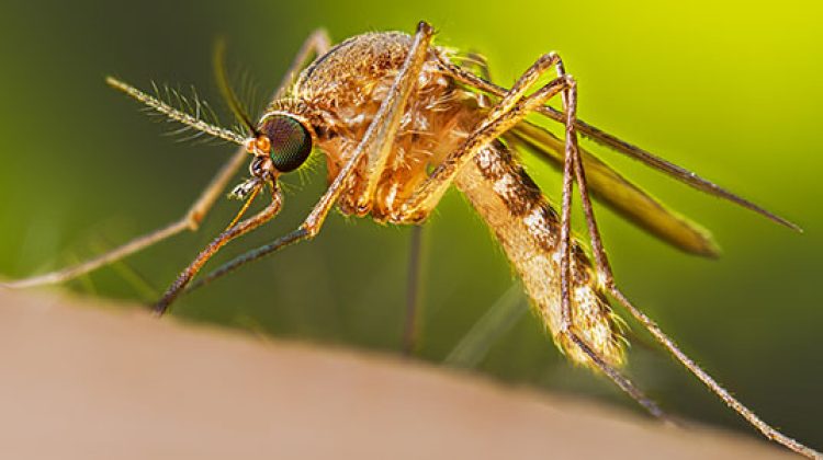 zancudo malaria